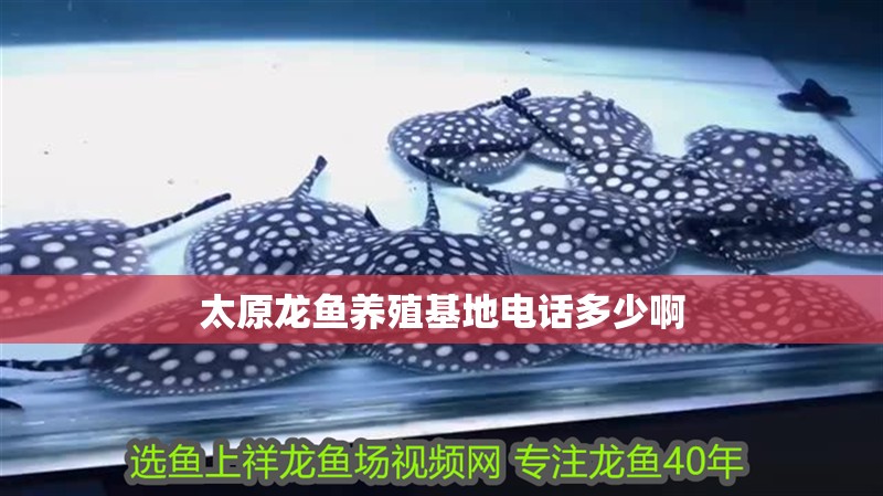 太原龍魚養殖基地電話多少啊