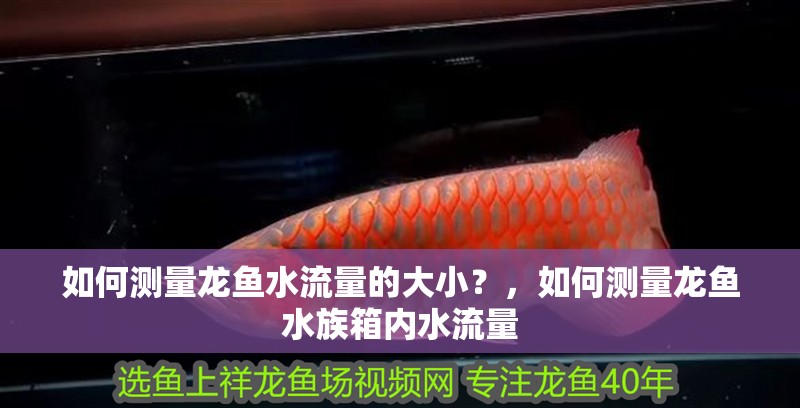 如何測(cè)量龍魚水流量的大小？，如何測(cè)量龍魚水族箱內(nèi)水流量