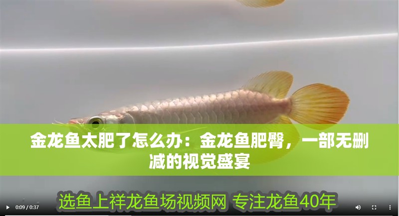 金龍魚太肥了怎么辦：金龍魚肥臀，一部無刪減的視覺盛宴