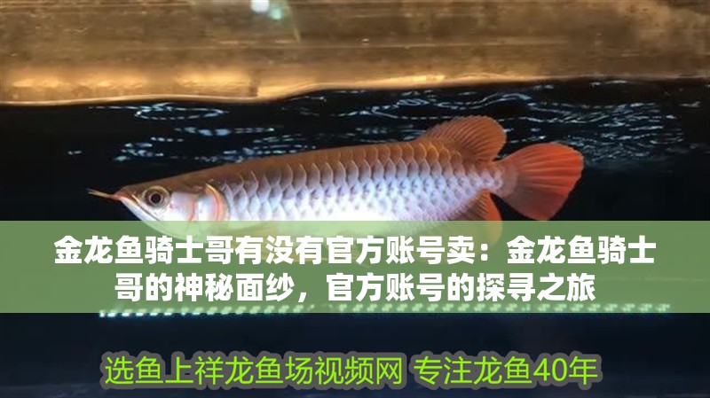 金龍魚騎士哥有沒有官方賬號賣：金龍魚騎士哥的神秘面紗，官方賬號的探尋之旅