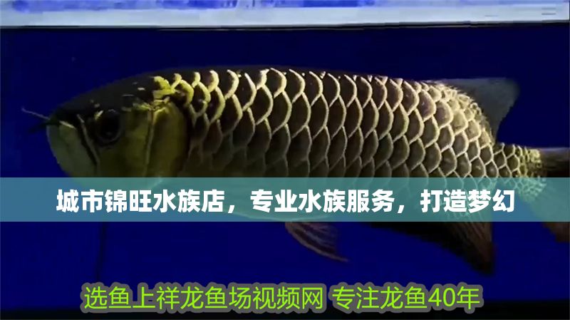 城市錦旺水族店，專業(yè)水族服務(wù)，打造夢幻