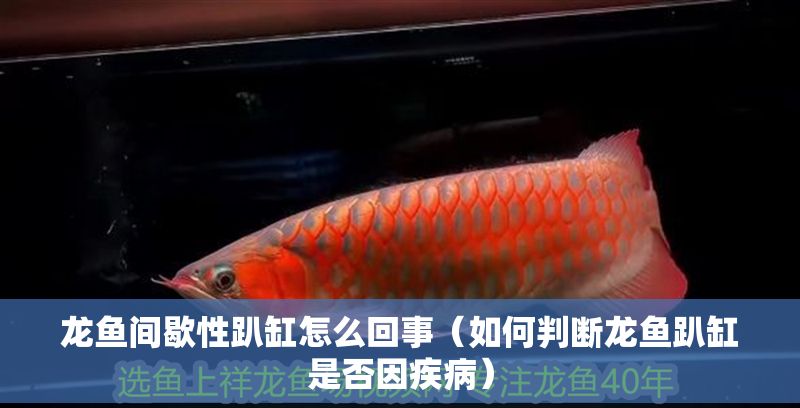 龍魚間歇性趴缸怎么回事（如何判斷龍魚趴缸是否因疾病）