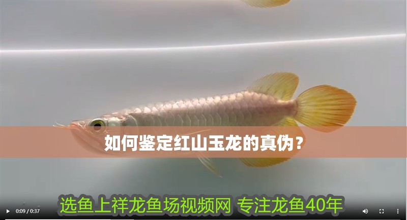 如何鑒定紅山玉龍的真偽？