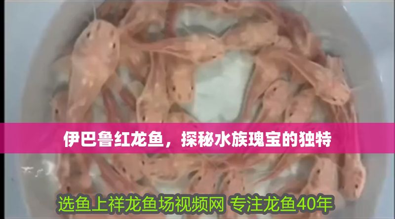 伊巴魯紅龍魚，探秘水族瑰寶的獨特