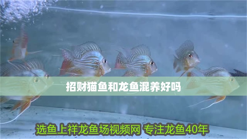 招財(cái)貓魚(yú)和龍魚(yú)混養(yǎng)好嗎