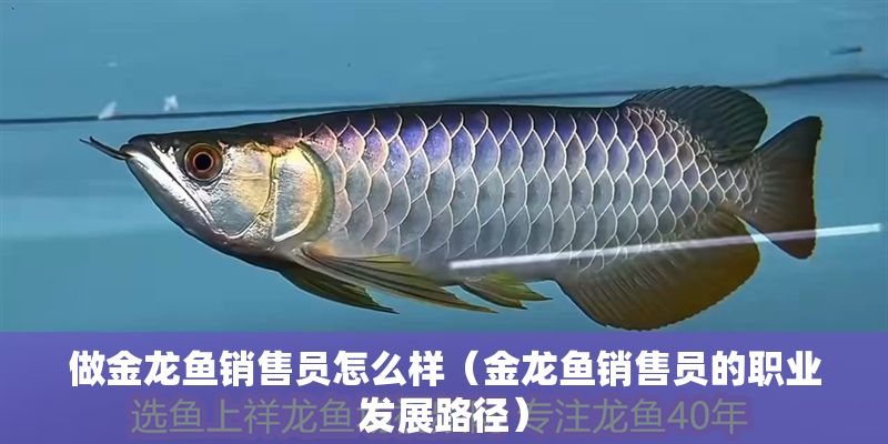 做金龍魚銷售員怎么樣（金龍魚銷售員的職業發展路徑）