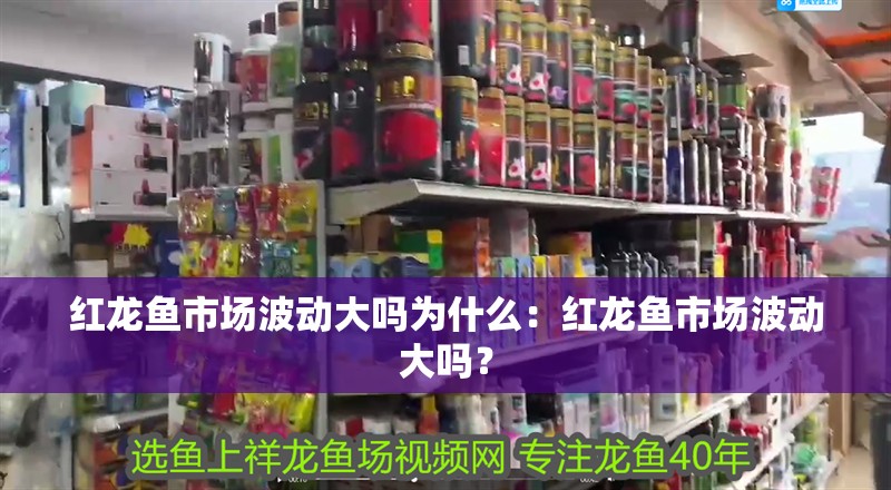 紅龍魚市場波動大嗎為什么：紅龍魚市場波動大嗎？