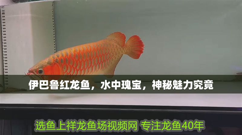 伊巴魯紅龍魚，水中瑰寶，神秘魅力究竟