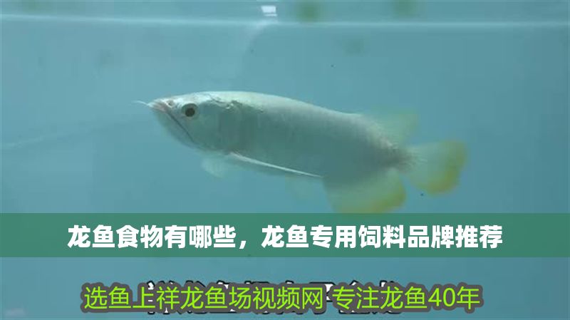 龍魚食物有哪些，龍魚專用飼料品牌推薦