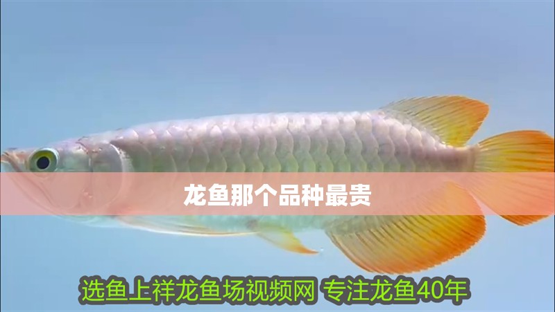 龍魚那個品種最貴