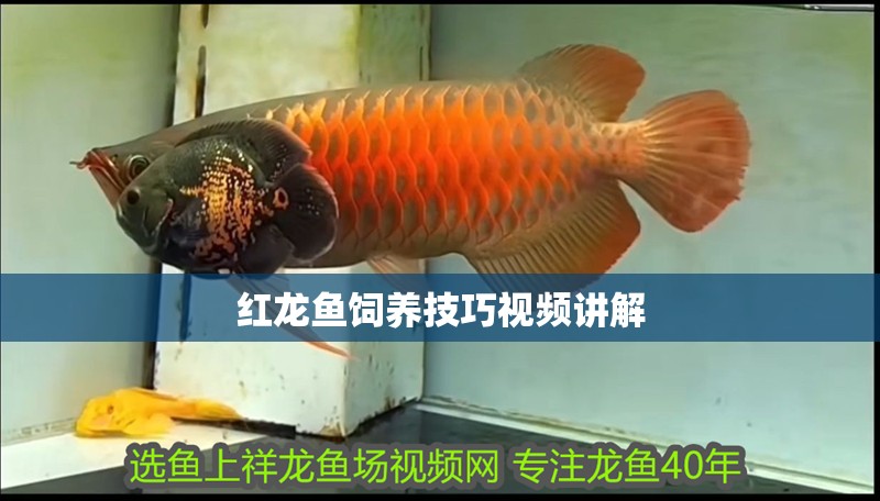 紅龍魚飼養技巧視頻講解