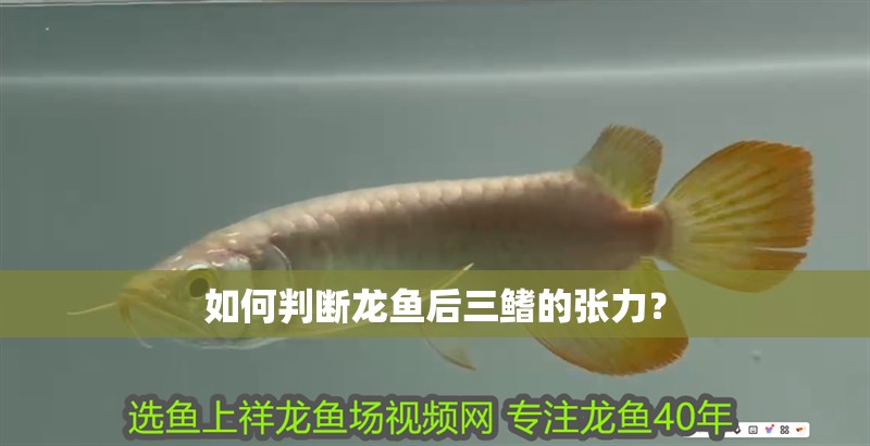 如何判斷龍魚后三鰭的張力？