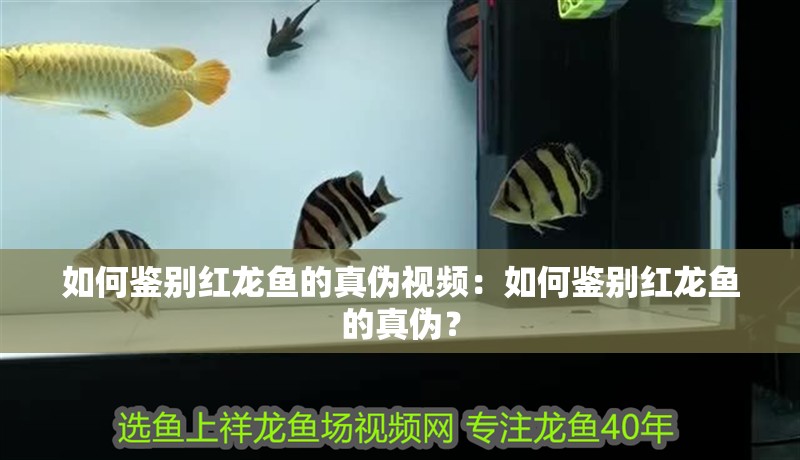 如何鑒別紅龍魚的真偽視頻：如何鑒別紅龍魚的真偽？
