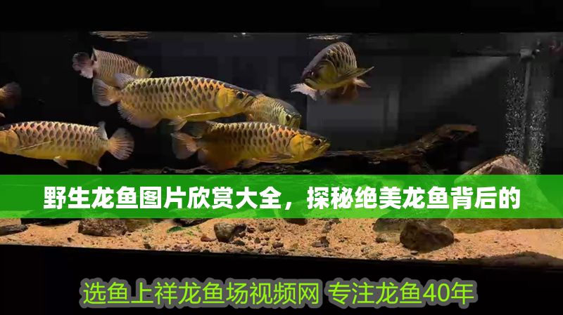 野生龍魚圖片欣賞大全，探秘絕美龍魚背后的