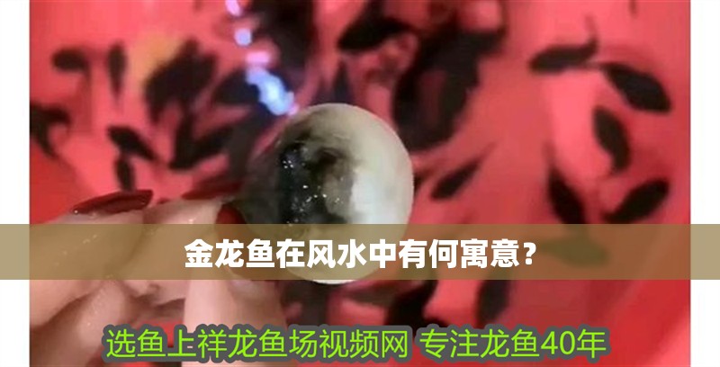 金龍魚在風水中有何寓意？