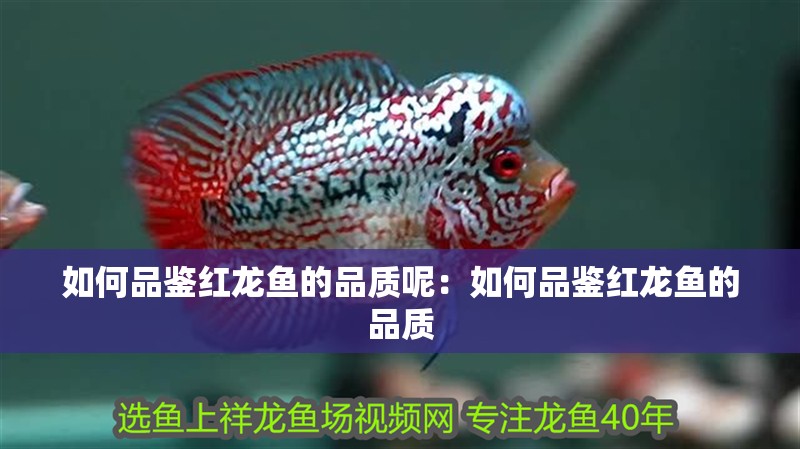 如何品鑒紅龍魚(yú)的品質(zhì)呢：如何品鑒紅龍魚(yú)的品質(zhì)