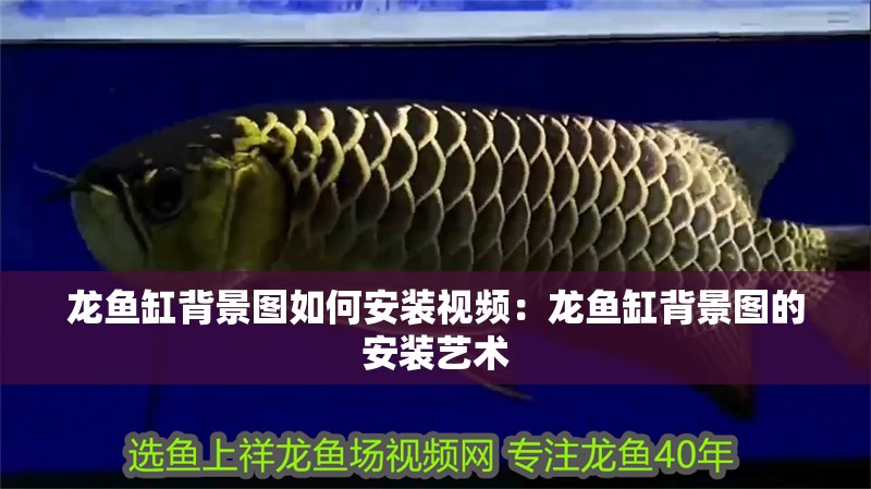 龍魚(yú)缸背景圖如何安裝視頻：龍魚(yú)缸背景圖的安裝藝術(shù)