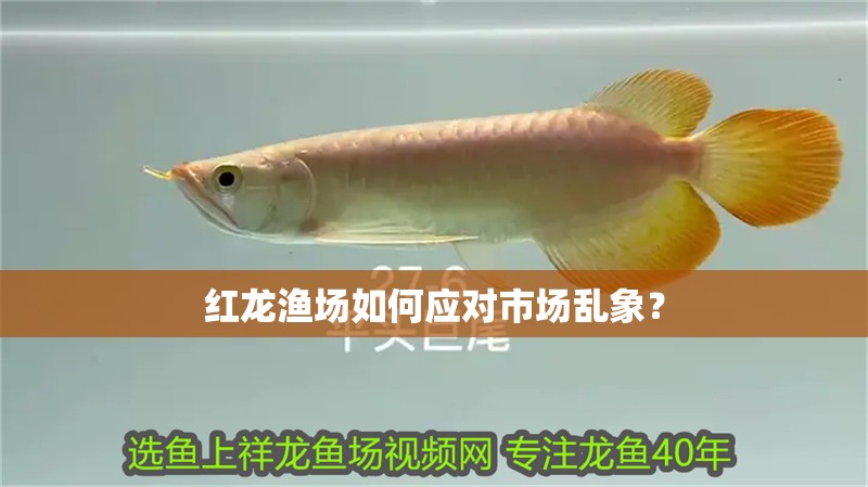 紅龍漁場如何應(yīng)對市場亂象？