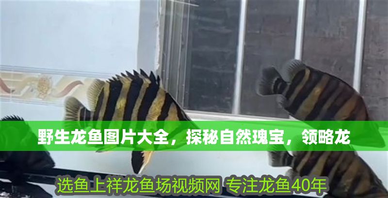 野生龍魚圖片大全，探秘自然瑰寶，領略龍