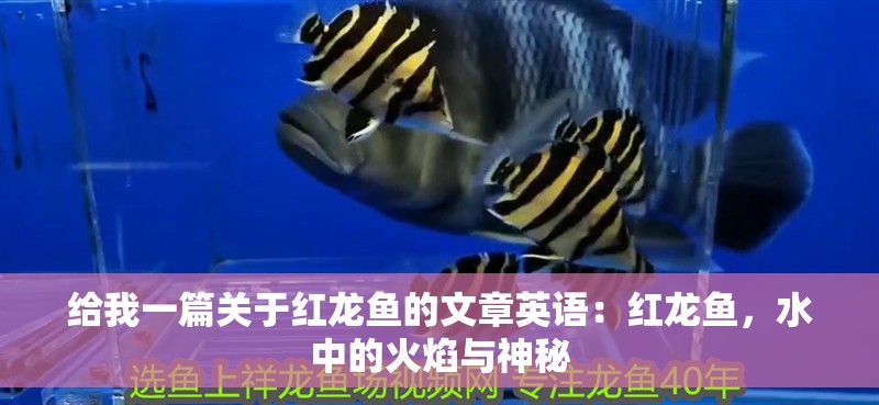 給我一篇關于紅龍魚的文章英語：紅龍魚，水中的火焰與神秘