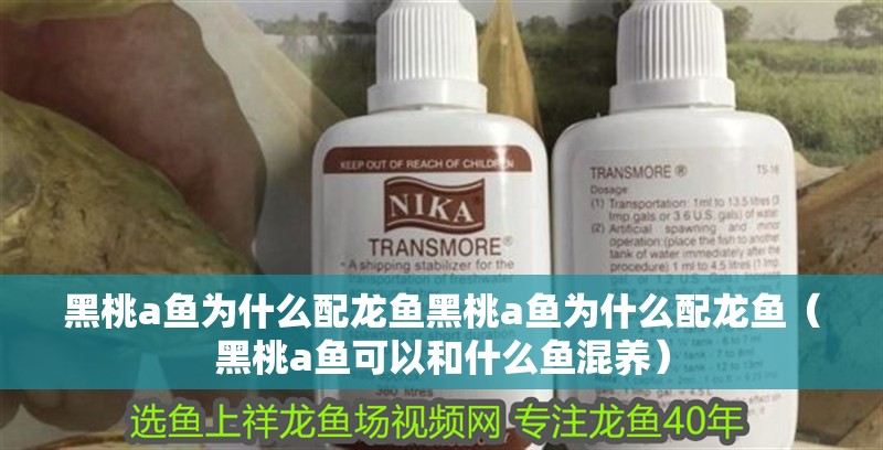 黑桃a魚為什么配龍魚黑桃a魚為什么配龍魚（黑桃a魚可以和什么魚混養）