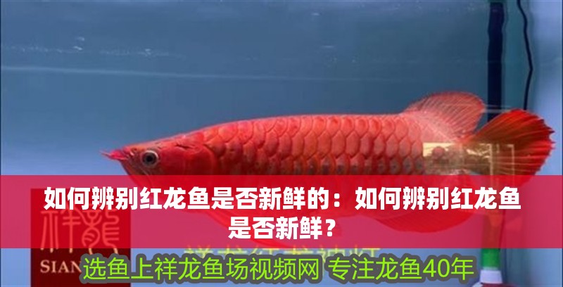 如何辨別紅龍魚是否新鮮的：如何辨別紅龍魚是否新鮮？