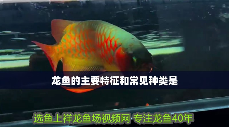 龍魚的主要特征和常見種類是