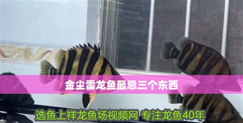 金塵雷龍魚最忌三個東西