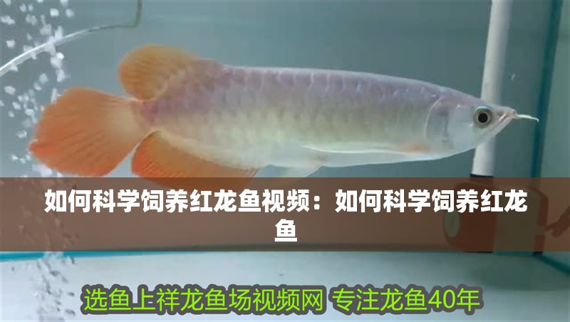 如何科學飼養(yǎng)紅龍魚視頻：如何科學飼養(yǎng)紅龍魚