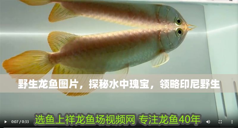 野生龍魚圖片，探秘水中瑰寶，領略印尼野生