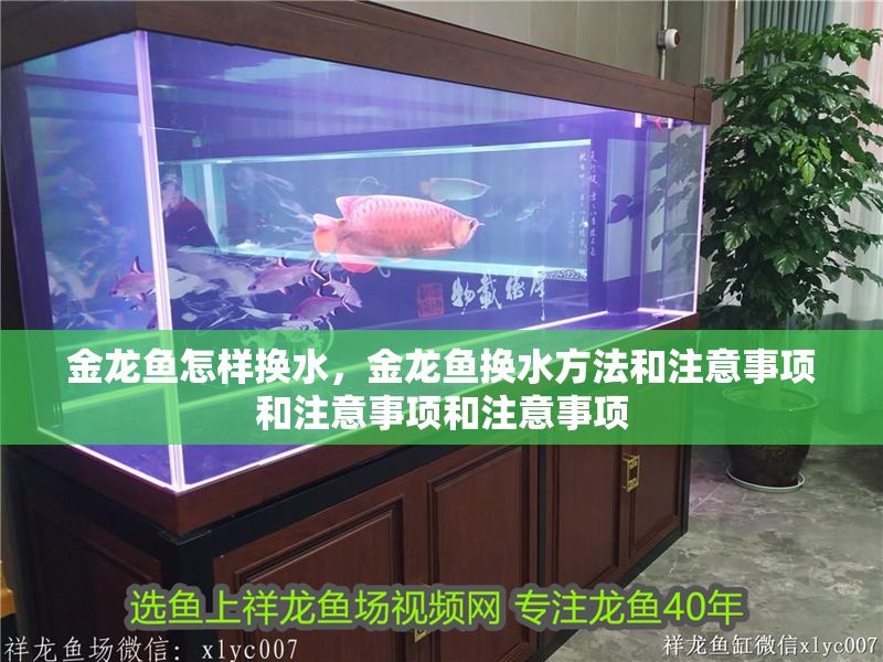 金龍魚怎樣換水，金龍魚換水方法和注意事項和注意事項和注意事項
