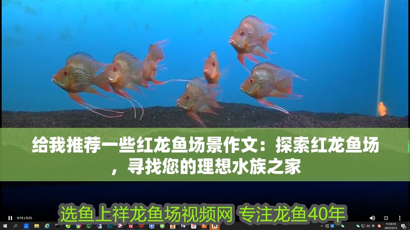 給我推薦一些紅龍魚場景作文：探索紅龍魚場，尋找您的理想水族之家