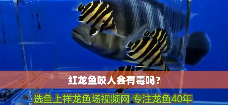 紅龍魚咬人會有毒嗎？