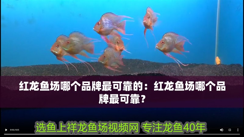 紅龍魚場哪個品牌最可靠的：紅龍魚場哪個品牌最可靠？