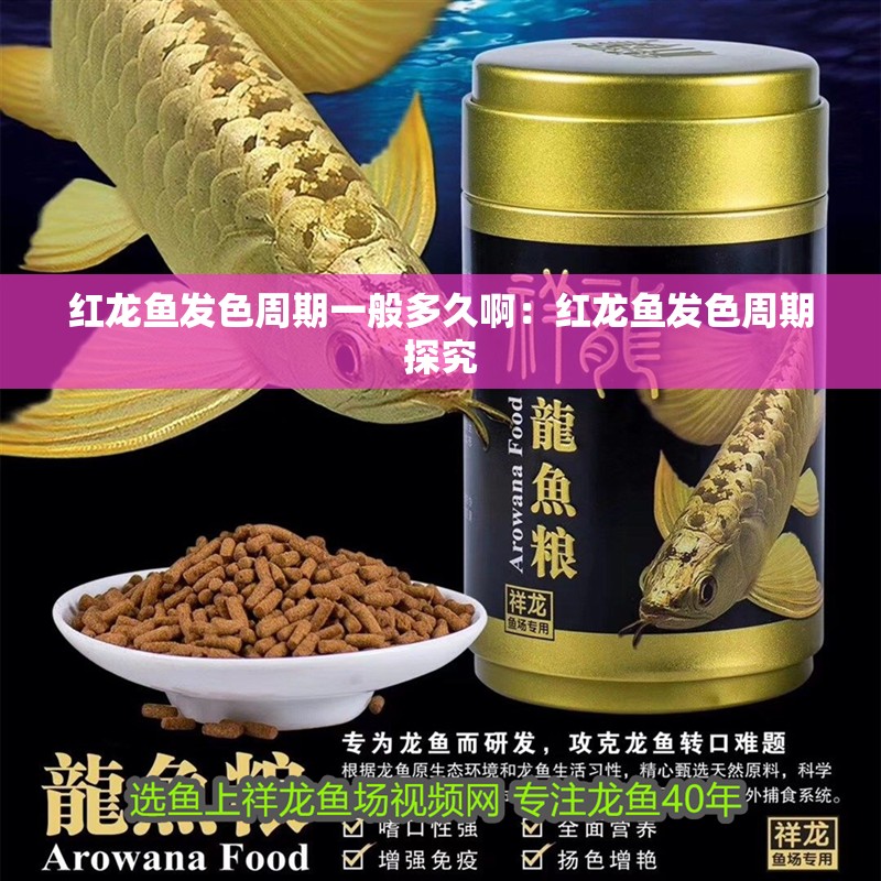 紅龍魚發色周期一般多久?。杭t龍魚發色周期探究