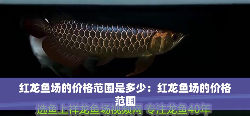 紅龍魚場的價格范圍是多少：紅龍魚場的價格范圍