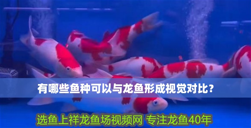 龍魚干蝦有營養嗎 有哪些魚種可以與龍魚形成視覺對比? 龍魚百科 有哪些魚種可以與龍魚形成視覺對比? 有哪些魚種可以與龍魚形成視覺對比? 龍魚百科