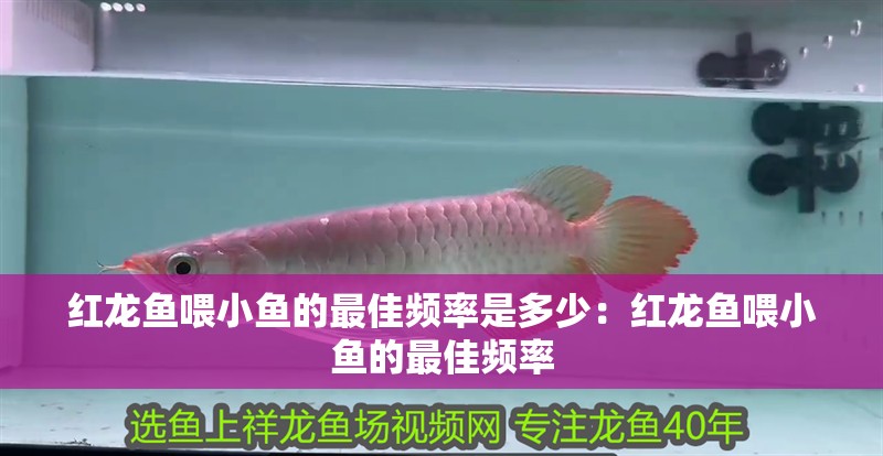 紅龍魚喂小魚的最佳頻率是多少：紅龍魚喂小魚的最佳頻率