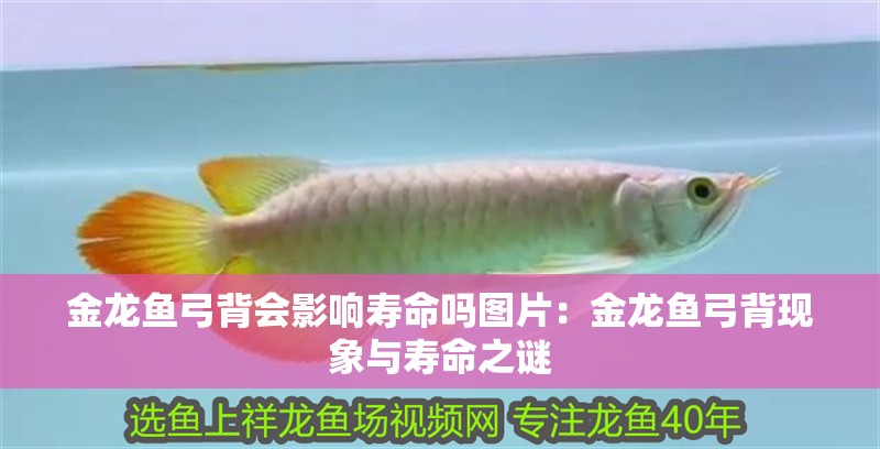 金龍魚弓背會影響壽命嗎圖片：金龍魚弓背現象與壽命之謎