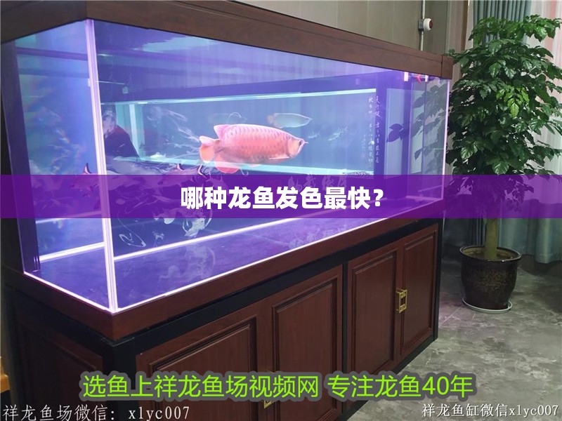 哪種龍魚發色最快？