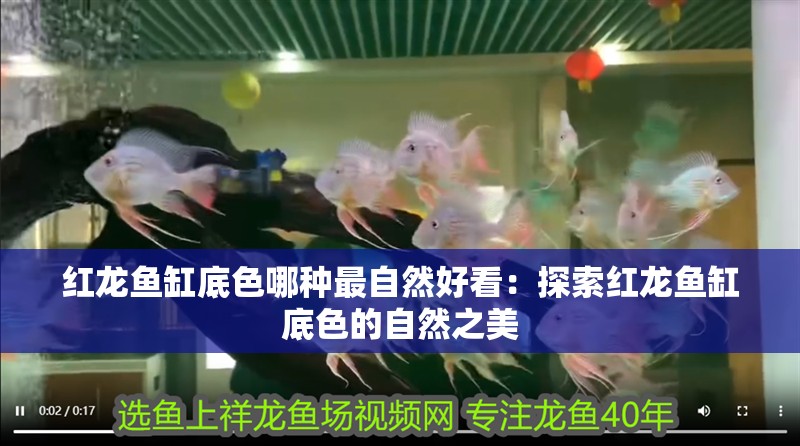 紅龍魚(yú)缸底色哪種最自然好看：探索紅龍魚(yú)缸底色的自然之美