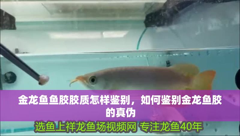 金龍魚魚膠膠質(zhì)怎樣鑒別，如何鑒別金龍魚膠的真?zhèn)? title=