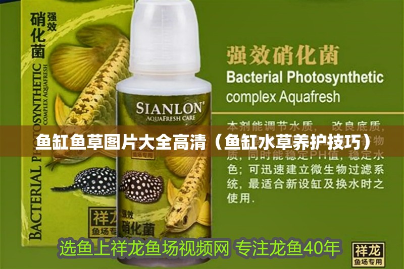 魚缸魚草圖片大全高清（魚缸水草養護技巧）