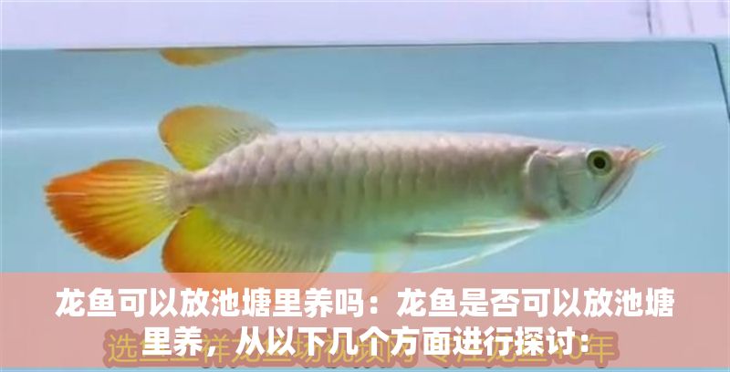 龍魚可以放池塘里養(yǎng)嗎：龍魚是否可以放池塘里養(yǎng)，從以下幾個方面進(jìn)行探討：