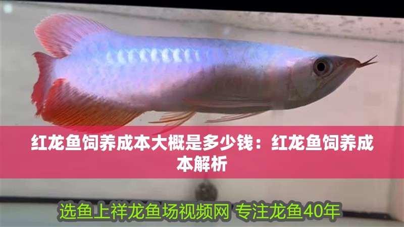 紅龍魚飼養成本大概是多少錢：紅龍魚飼養成本解析