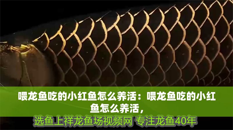 喂龍魚吃的小紅魚怎么養(yǎng)活：喂龍魚吃的小紅魚怎么養(yǎng)活，