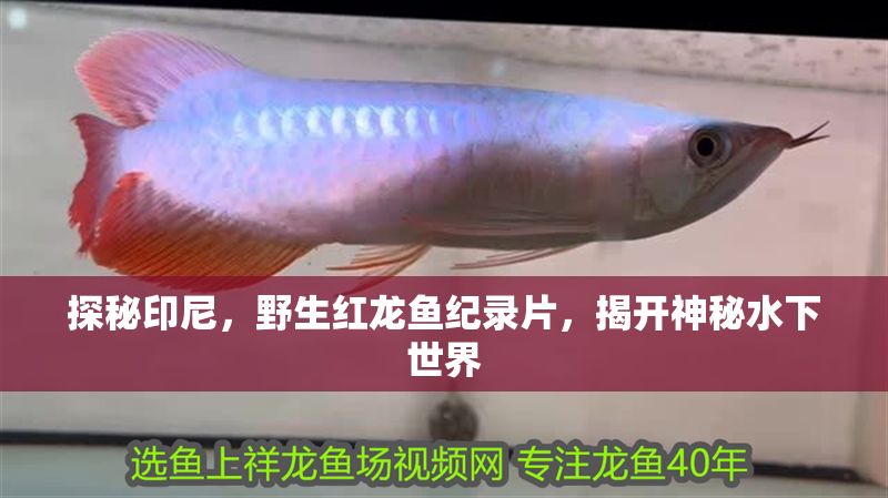 探秘印尼，野生紅龍魚紀錄片，揭開神秘水下世界