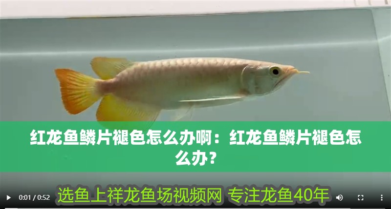 成品金龍魚多少錢一條：成品金龍魚的價格可以根據品種、品種、品種、來源等因素