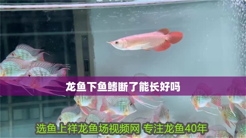 龍魚下魚鰭斷了能長好嗎