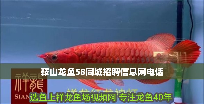 鞍山龍魚58同城招聘信息網電話
